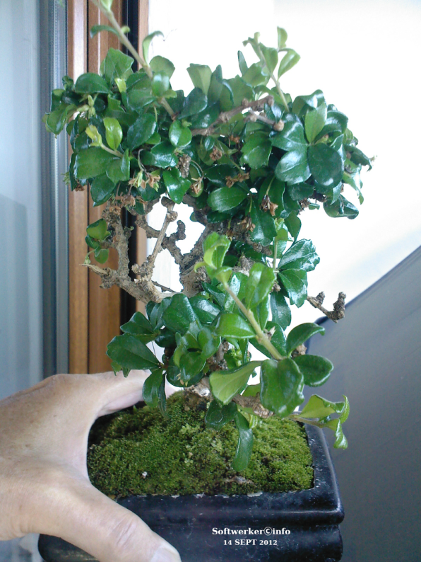 Mein erster Bonsai