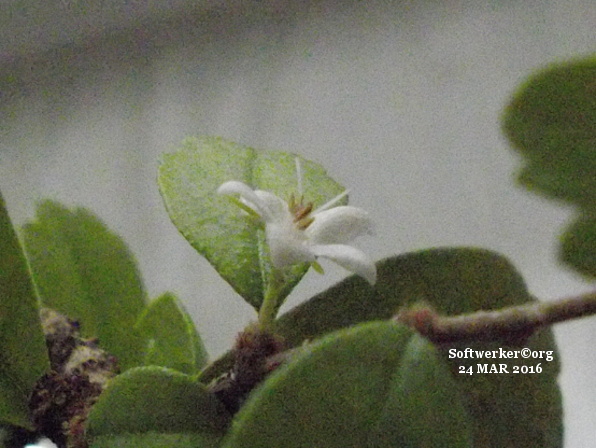 Bonsai Blüte