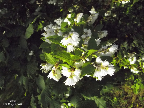 Strauch-Blüten