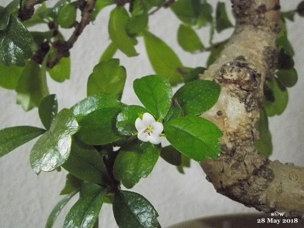 Bonsai-Topf-Blüte